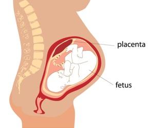 Human placenta extract preparation