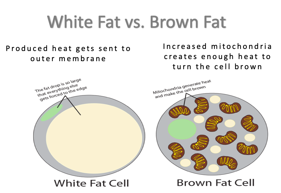 Diagram showing brown fat deposit locations in the human body