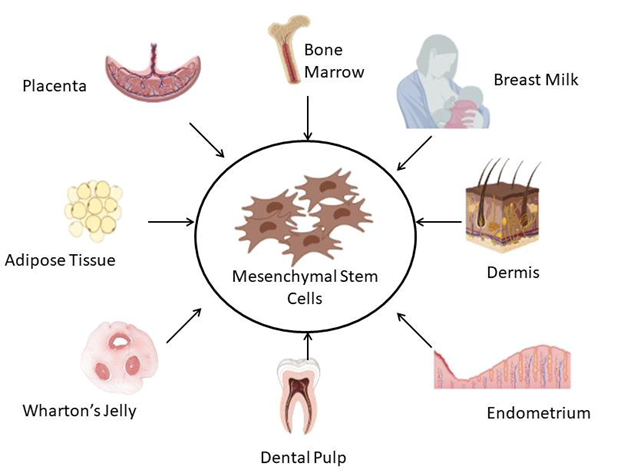 Diagram of the many sources stem cells can come from