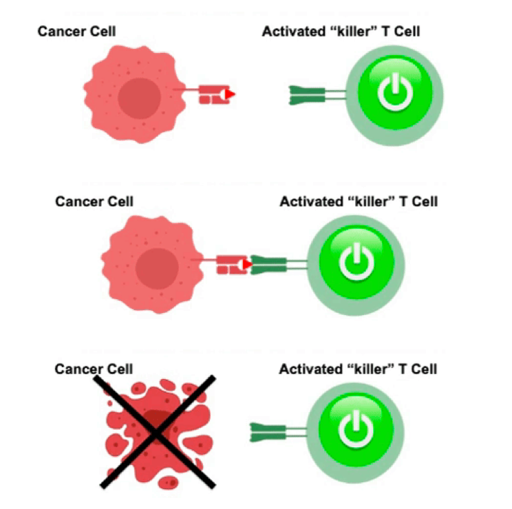 Natural killer cells