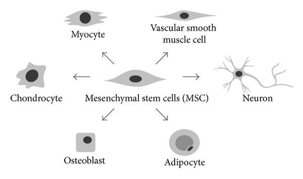 Mesenchymal stem cells viewed under the microscope
